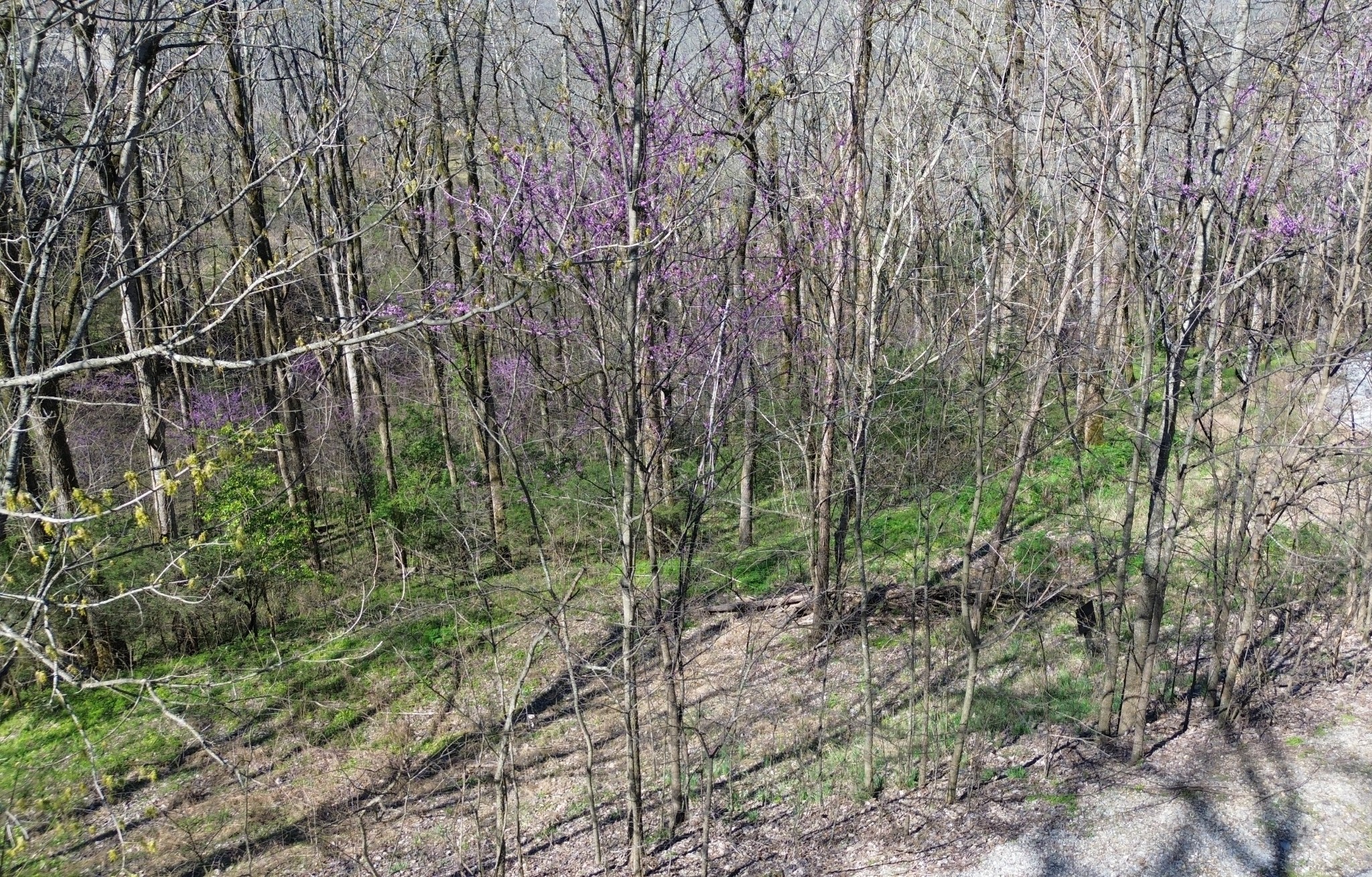 Land in Smithville 4