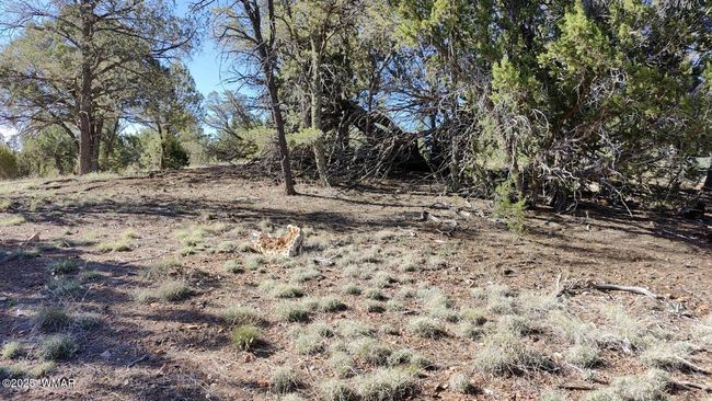 1991 | Image 5