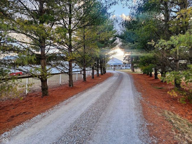 Pine trees line right where you enter this property from the driveway. | Image 83