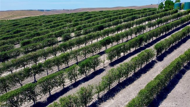 Olive Trees | Image 13