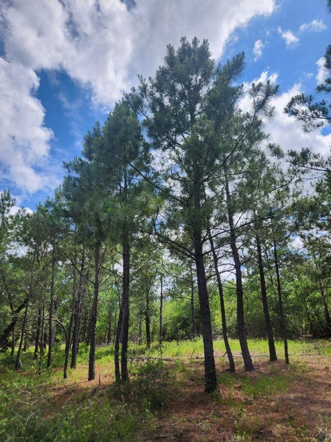 124 Paintbrush Ln, Home with 0 bedrooms, 0 bathrooms and null parking in Bastrop TX | Image 11