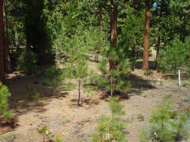 745 Blacktail Rdg, Home with 0 bedrooms, 0 bathrooms and null parking in Portola CA | Image 5