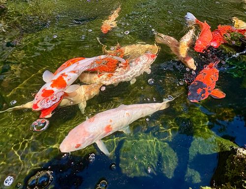 19-4218 Kawailehua Rd, VOLCANO, HI, 96785 | Card Image