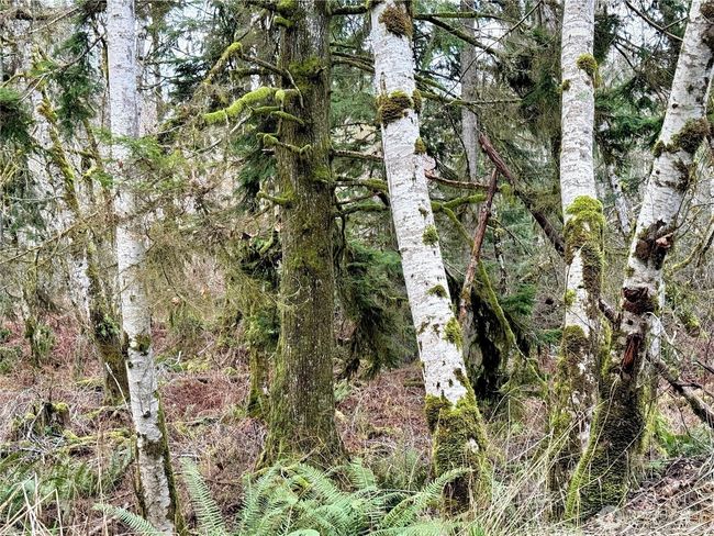 64000 Ne Stevens Pass Hwy, Home with 0 bedrooms, 0 bathrooms and null parking in Gold Bar WA | Image 8