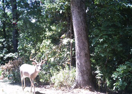 10932 Georgia Flat Rd, Gravette, AR, 72736-9521 | Card Image