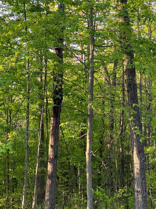 0 Vershire Riding School Rd, Vershire, VT, 05079 | Card Image