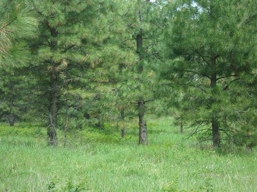 X12X Hoag Rd, Valley, WA, 99181 | Card Image