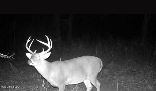 1851 Swamp Rd, Carthage, MS, 39051-8381 | Card Image