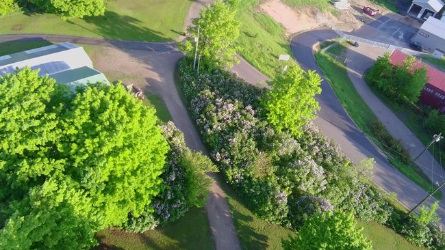 Lilacs Galore! | Image 33