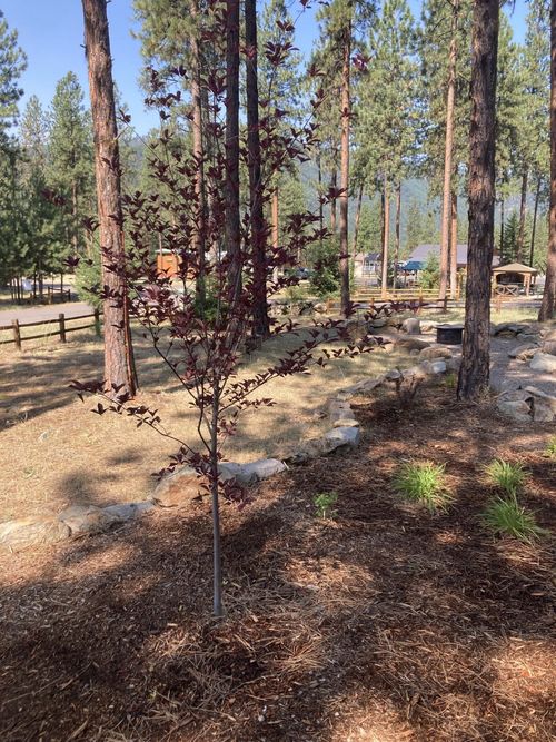 219 Shyrock Loop Dr, Superior, MT, 59872-1079 | Card Image