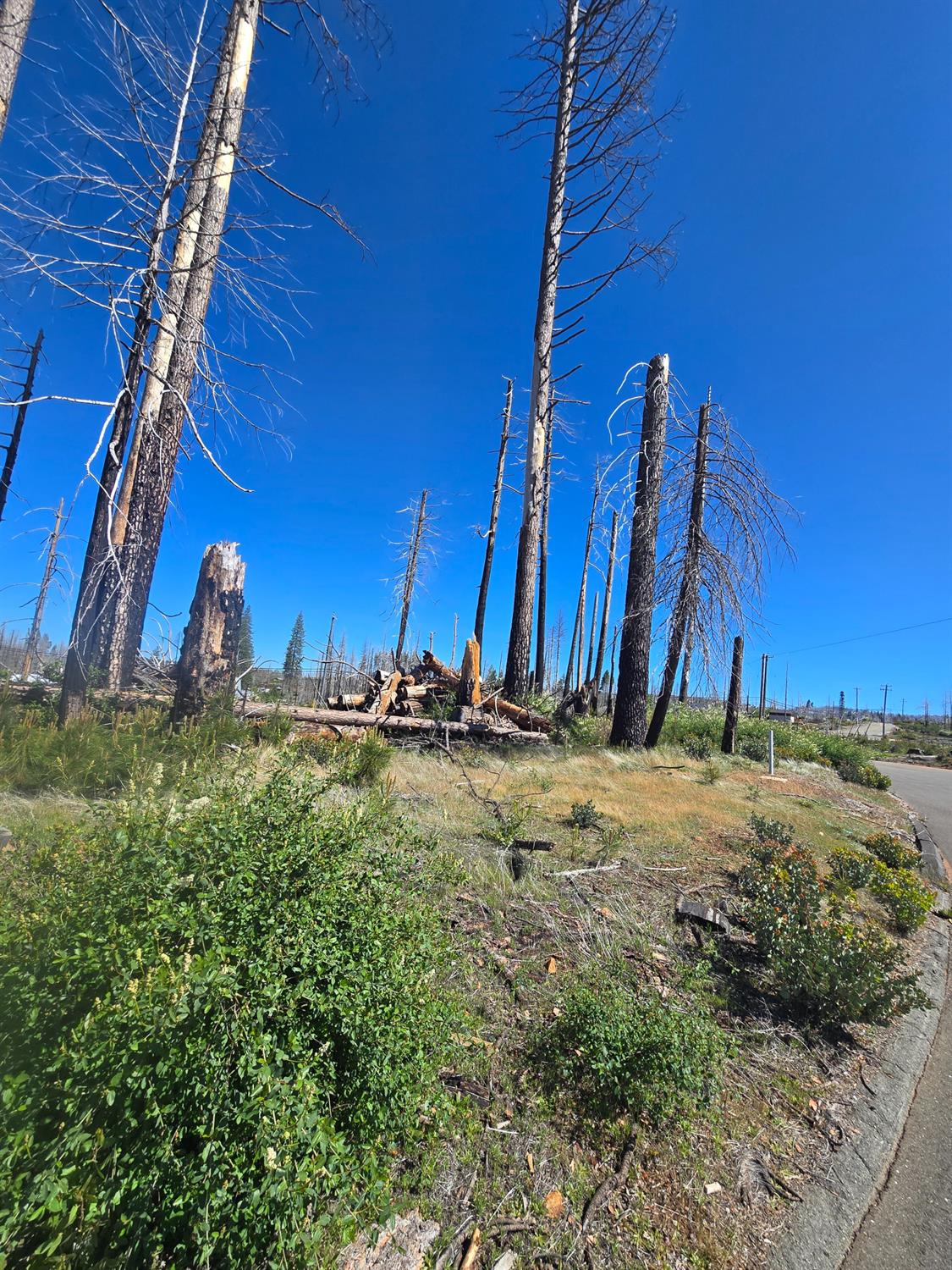 Land in Grizzly Flats 5