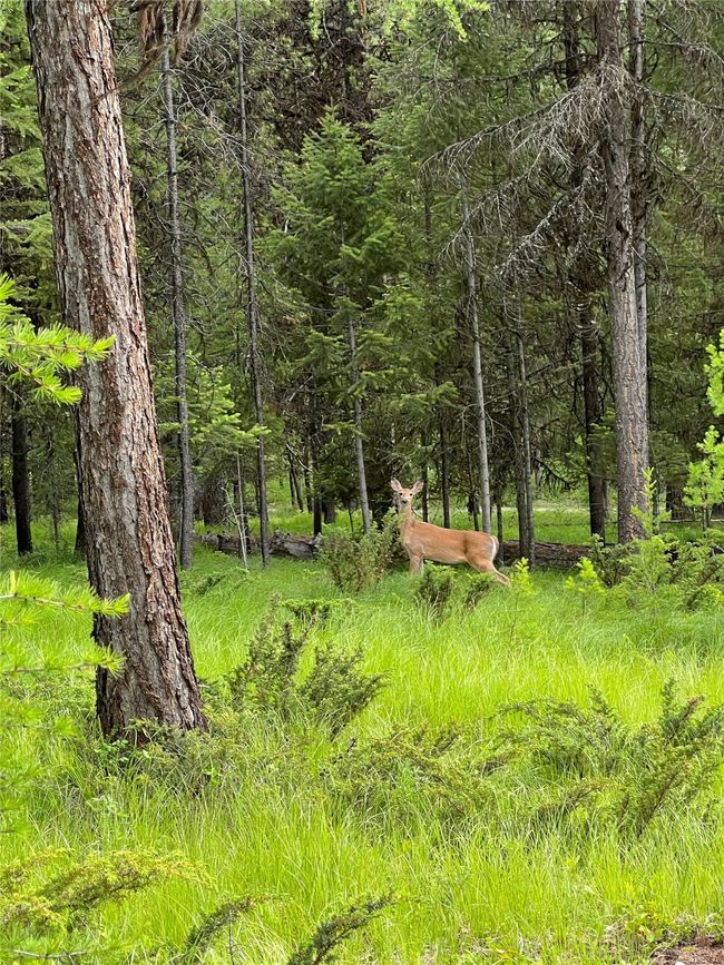 the deer are 'regulars' | Image 114