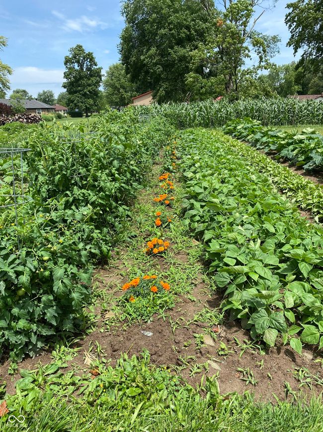 view of yard | Image 52