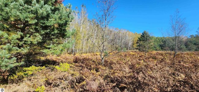 40 Acres Truesdale Road, Home with 0 bedrooms, 0 bathrooms and null parking in Manton MI | Image 13