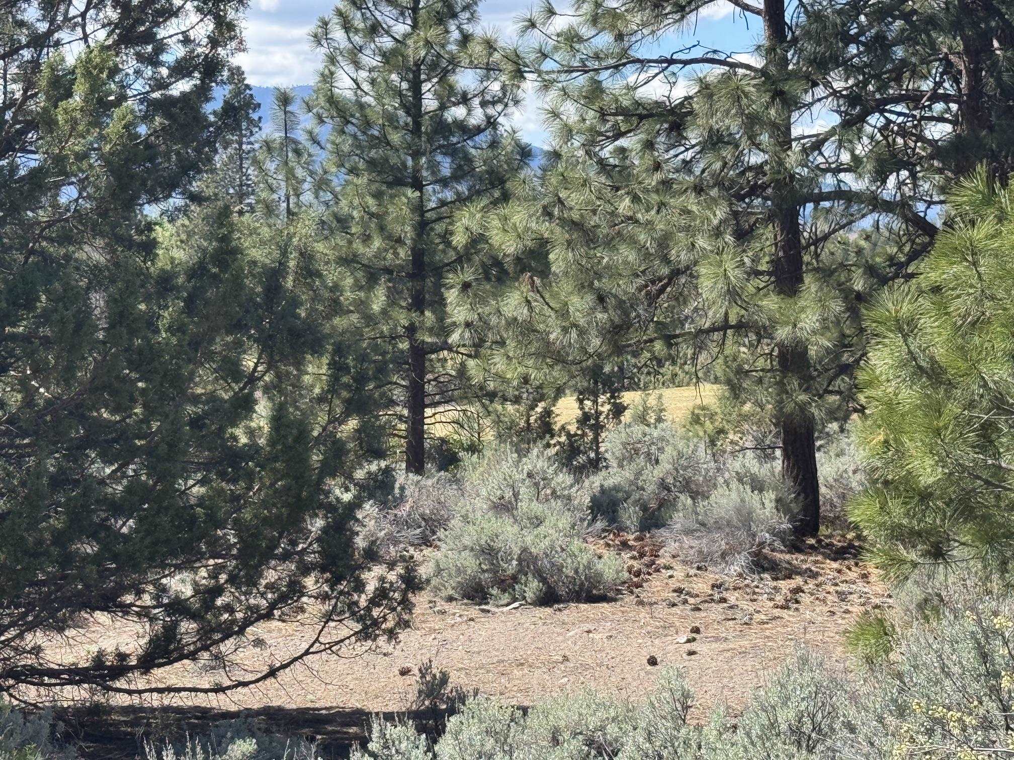 Land in Weed 2