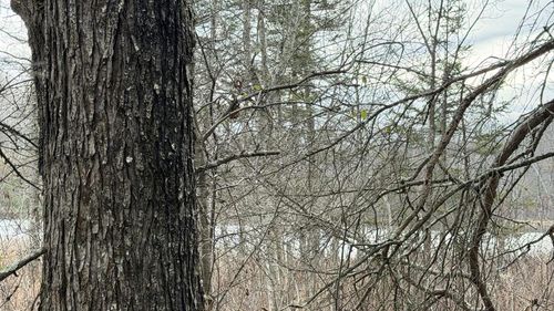 Lt3 Boat Landing 11 Road, SILVER CLIFF, WI, 54104 | Card Image