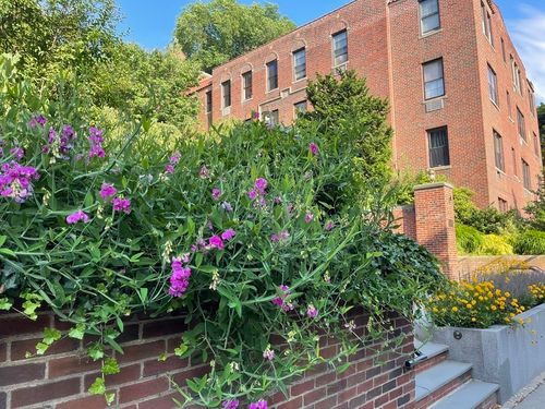 apt-1-311 Tappan St, Brookline, MA, 02445-5340 | Card Image