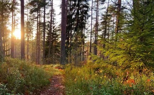 1605 Sterling Oaks Ct, Ada, MI, 49301 | Card Image