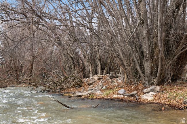 View of local wilderness | Image 6