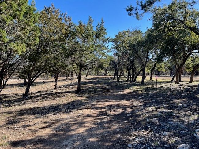 Large mature oaks. | Image 10