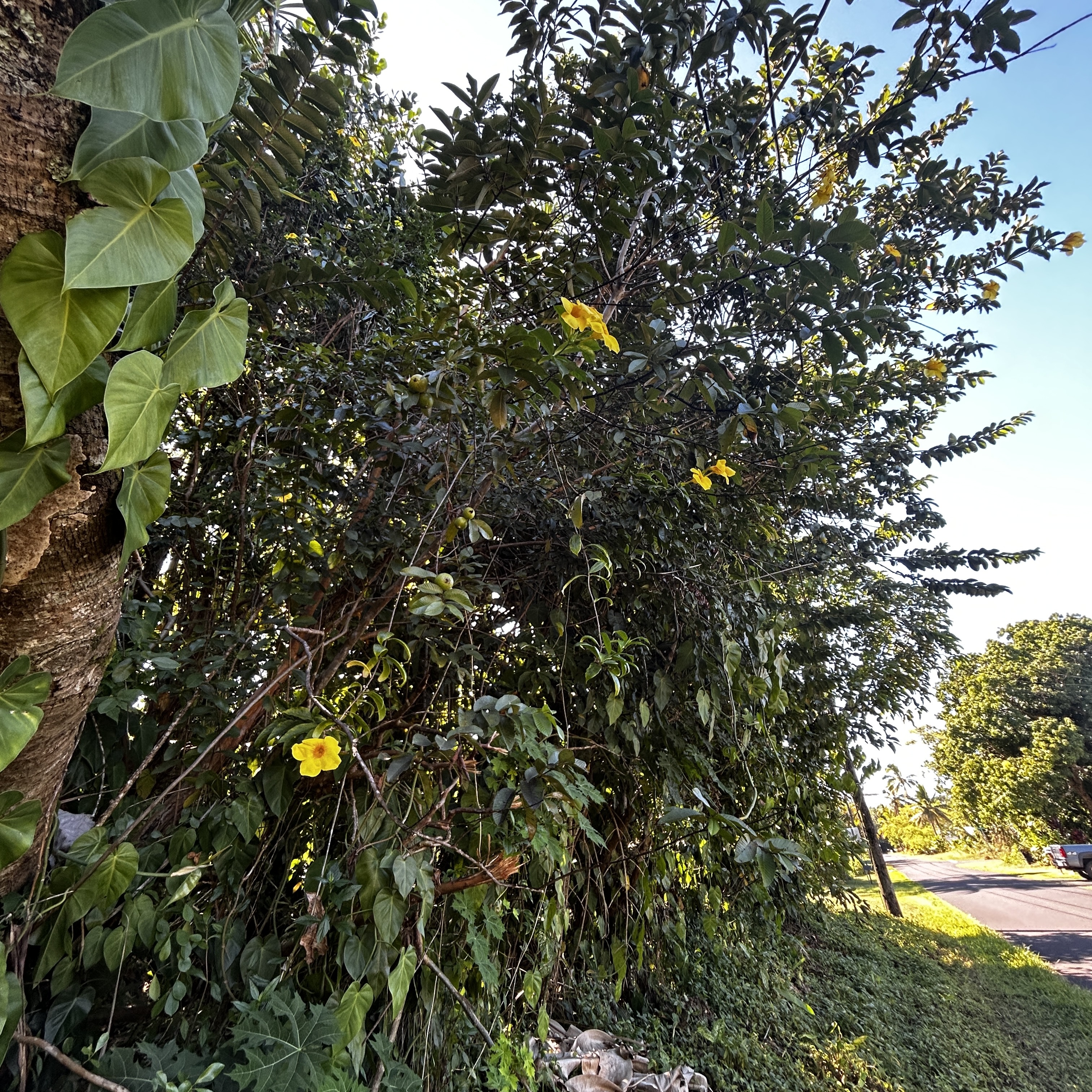 Land in Pahoa 5