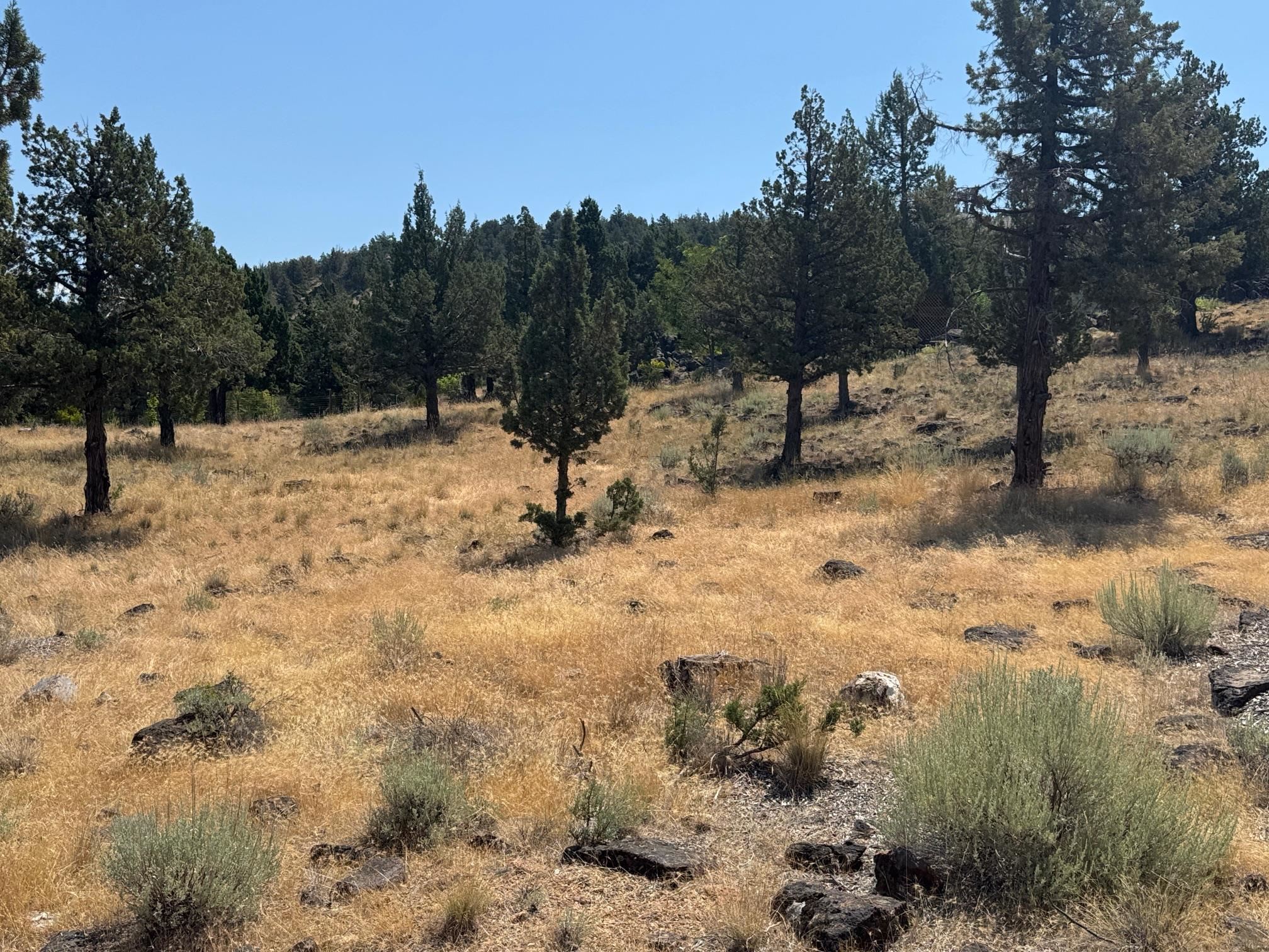 Land in Weed 4