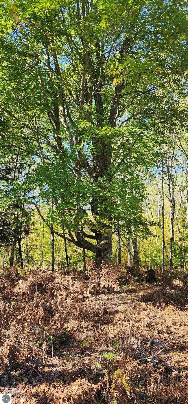 40 Acres Truesdale Road, Home with 0 bedrooms, 0 bathrooms and null parking in Manton MI | Image 14