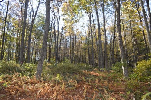 lot-1-00 Route 171, Woodstock, CT, 06281 | Card Image