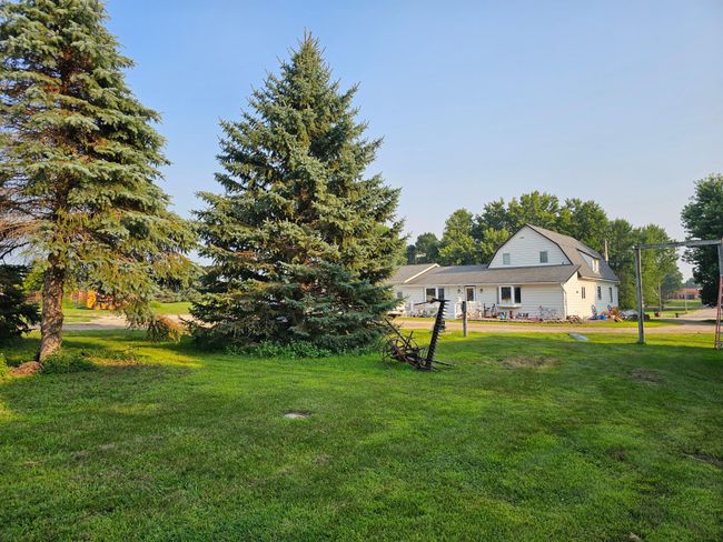 excysting mature trees | Image 19