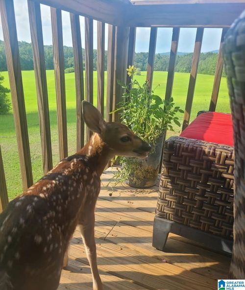 2865 Jenifer Rd, Munford, AL, 36268-6086 | Card Image