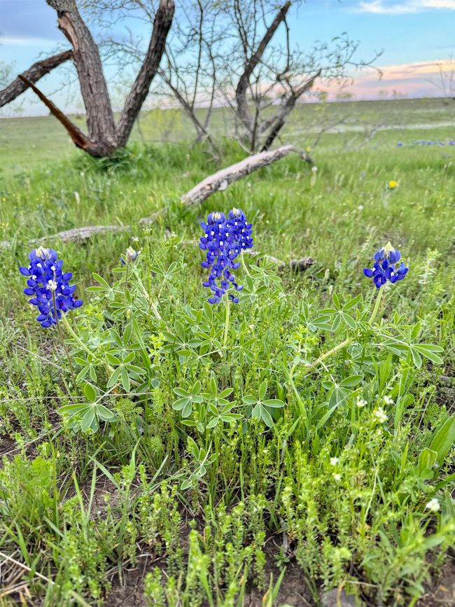 2332 County Road 2109, Home with 0 bedrooms, 0 bathrooms and null parking in Lometa TX | Image 8