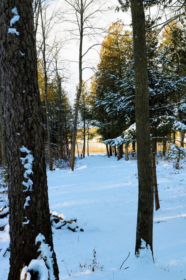 17163 Spruce Cove Trl, Home with 0 bedrooms, 0 bathrooms and null parking in Gowen MI | Image 23