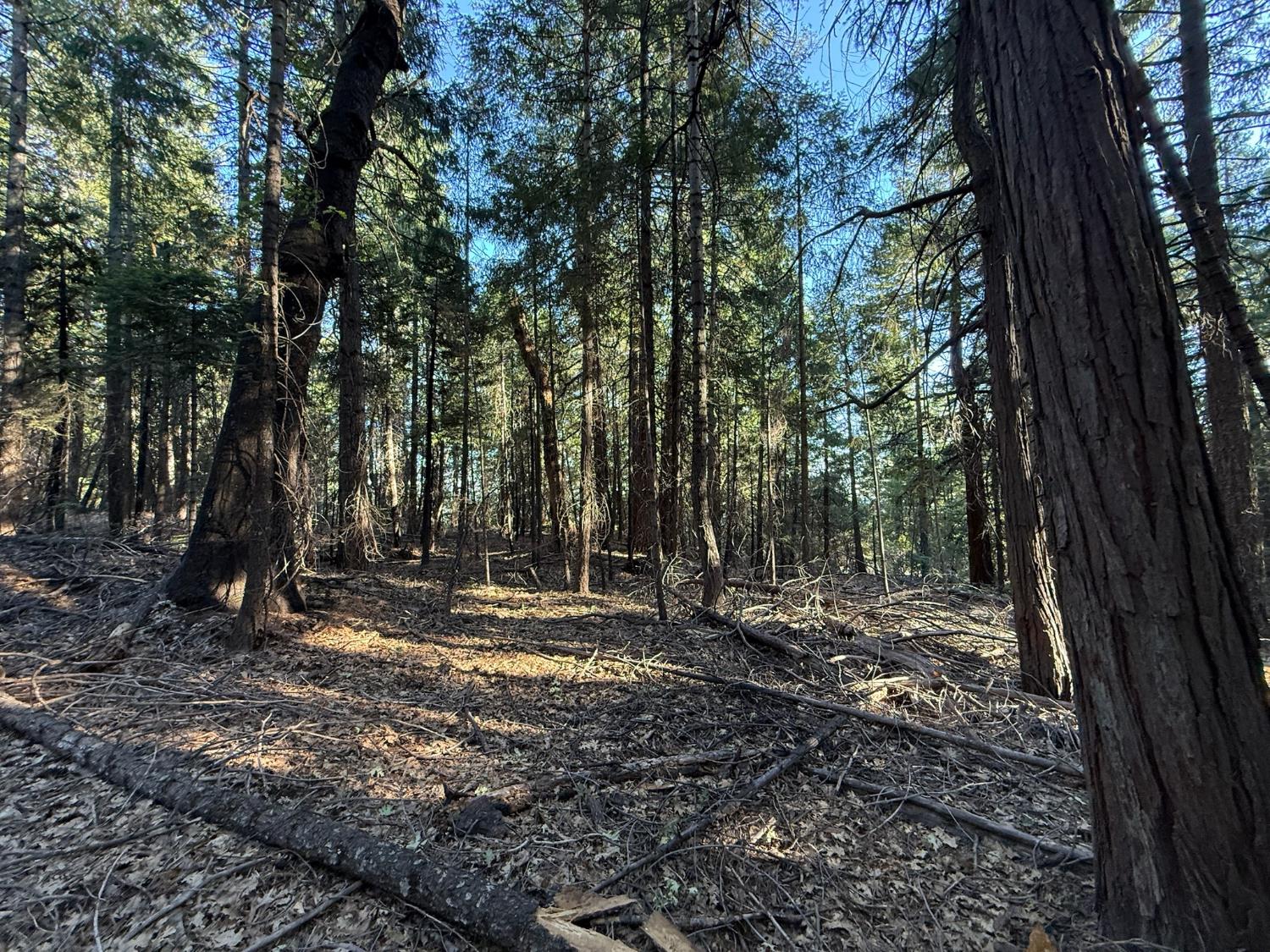 Land in Nevada City 3