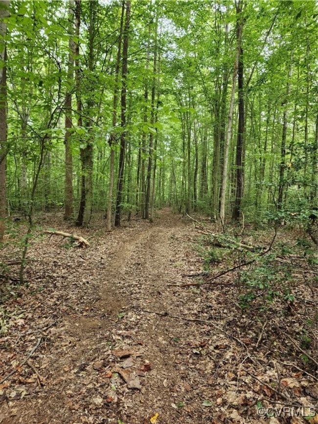 View of local wilderness | Image 5