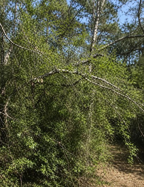 0 Klein Dr, Livingston, TX, 77351 | Card Image