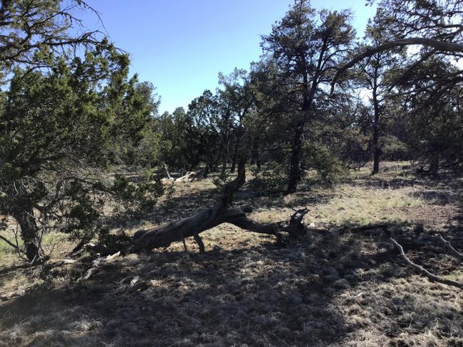 Lot 7 Red Fox Road, Home with 0 bedrooms, 0 bathrooms and null parking in Ramah NM | Image 21