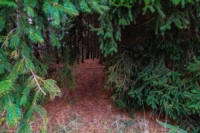 Pines | Image 17