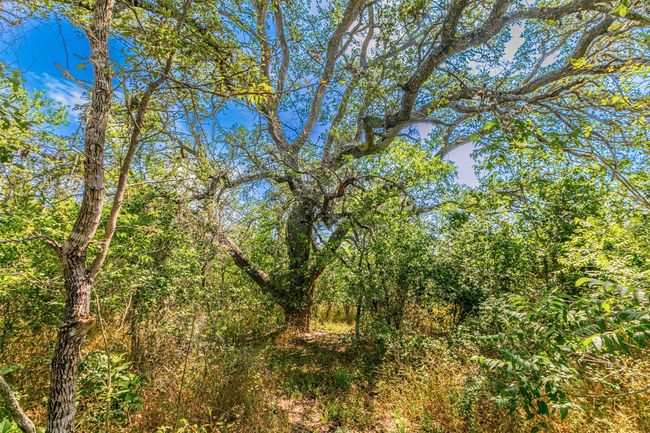 View of woods | Image 39
