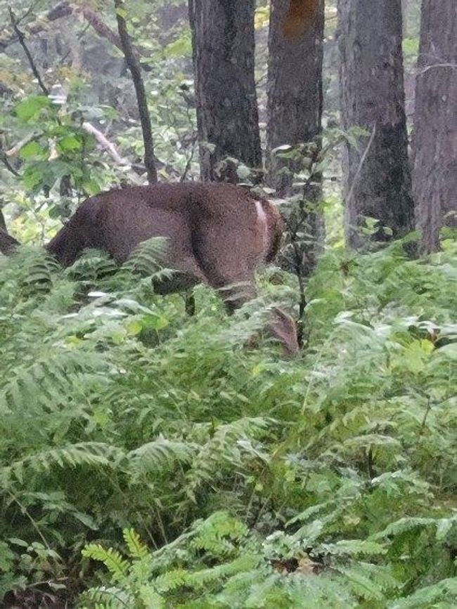 Deer | Image 35