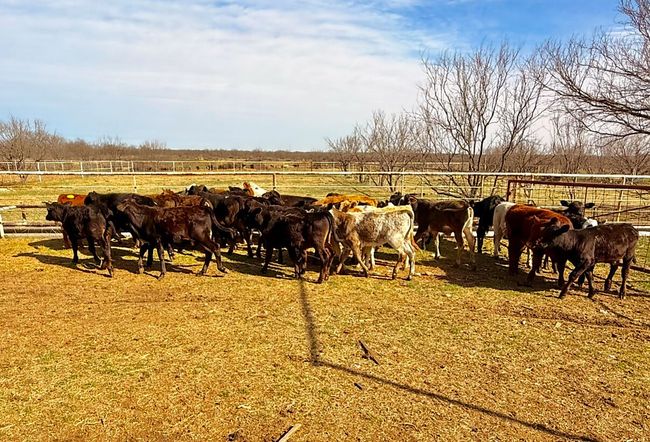 Plenty of cattle pens | Image 12
