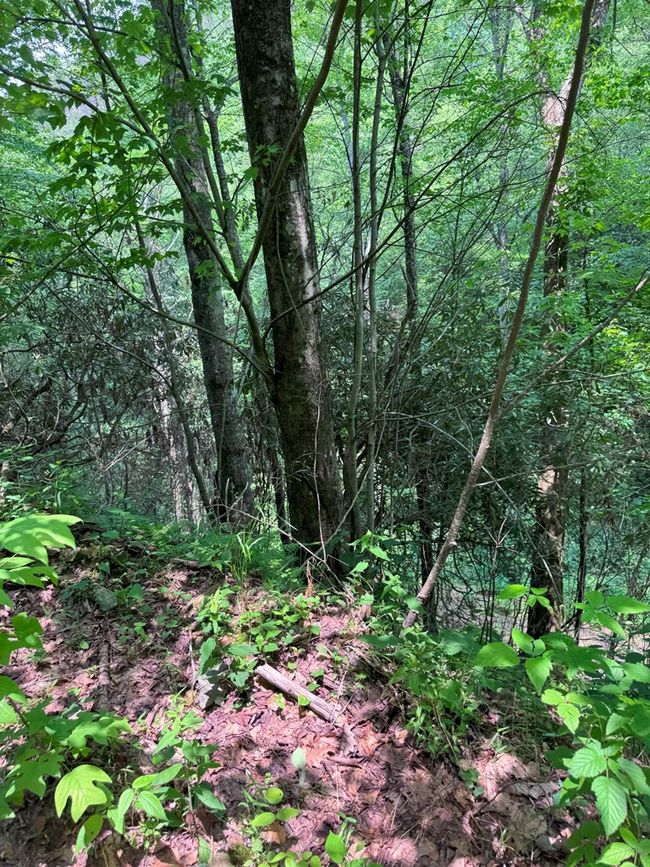 88 acres Bolden Branch Rd, Home with 0 bedrooms, 0 bathrooms and null parking in Andrews NC | Image 16