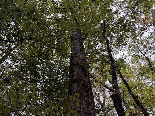 CR 2912 Hughes, Hughes Springs, TX, 75656 | Card Image