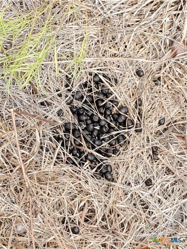 deer droppings | Image 6