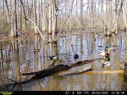 483 Phillips 131 Rd, Marvell, AR, 72366 | Card Image