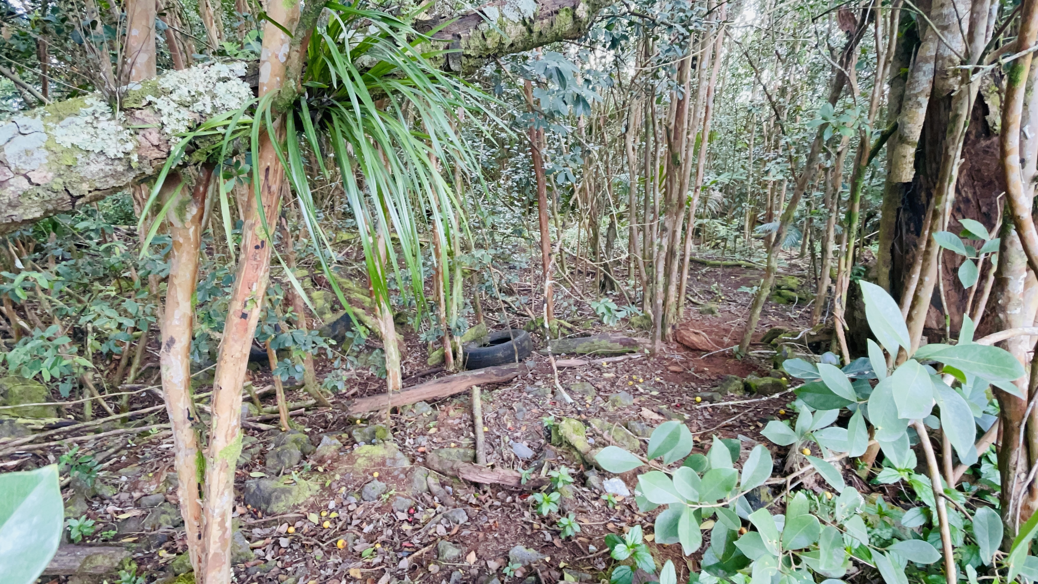 Land in Keaau 5