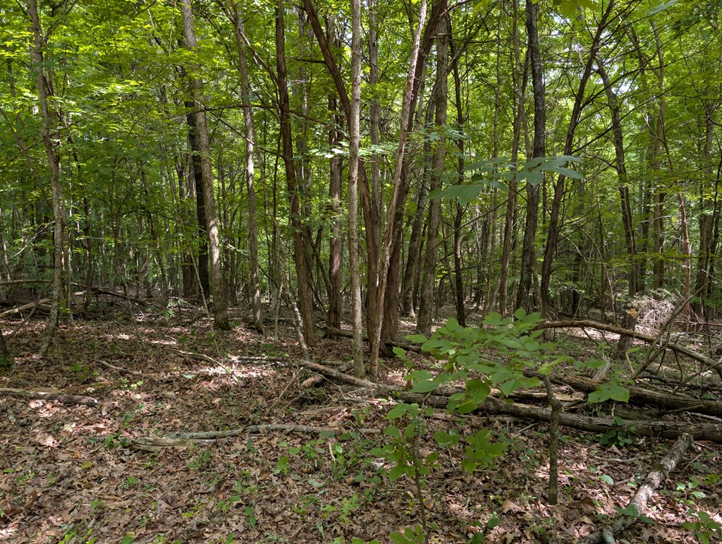 Land in Burkesville 2
