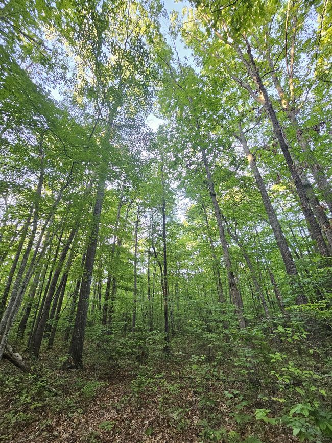 3 Woodfern Ln, Home with 0 bedrooms, 0 bathrooms and null parking in Coalmont TN | Image 4