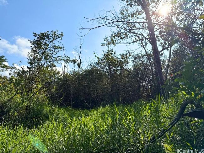 LOT-1-A-6 - 0 Pahoa Kalapana Road, Home with 0 bedrooms, 0 bathrooms and null parking in Pahoa HI | Image 5