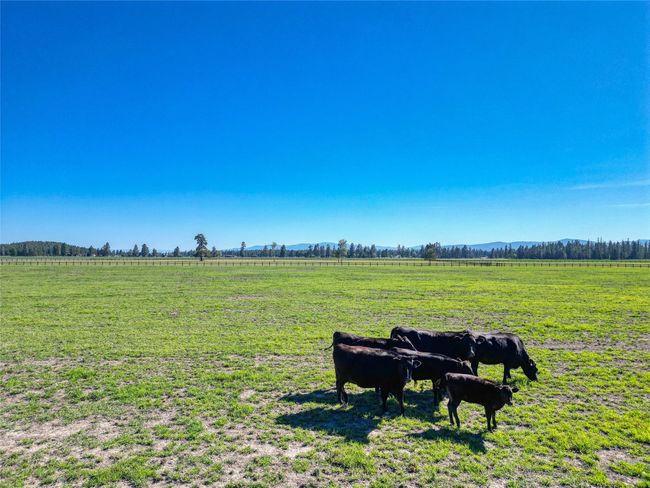 Wagyu Cattle (Currently grazing) | Image 119