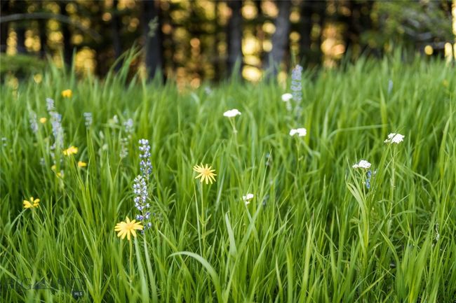 The wildflower meadow dazzles with dozens of varietals. | Image 75